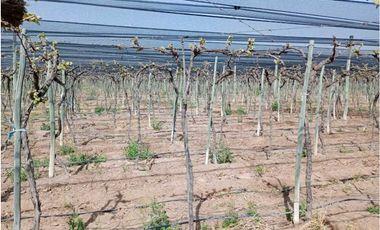 VENTA DE FINCA 50 HAS EN EL MARCADO- SANTA ROSA