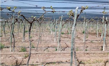 VENTA DE FINCA 50 HAS EN EL MARCADO- SANTA ROSA