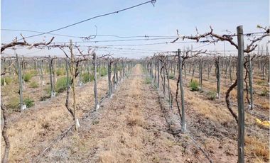 VENTA DE FINCA 50 HAS EN EL MARCADO- SANTA ROSA