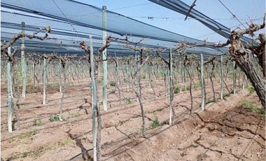 VENTA DE FINCA 50 HAS EN EL MARCADO- SANTA ROSA