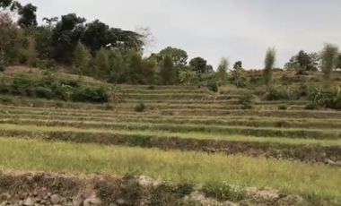 Pacet mojokerto jl kemiri cck untuk wisata