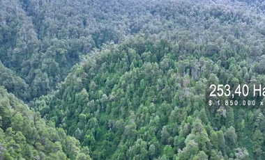 VIVE LA INMENSIDAD DE EL YUNGUE, 253 HA PATAGONIA
