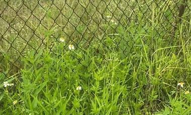 Terreno en venta en Morelos,Tlayacapan