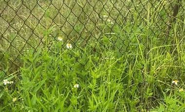 Terreno en venta en Morelos,Tlayacapan