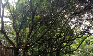 Rumah&Villa LT 3800m² ,Dekat Jln Raya