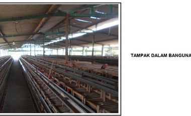 Dijual Murah Tanah & Kandang Ayam Petelur di Purbalingga Jawa Tengah