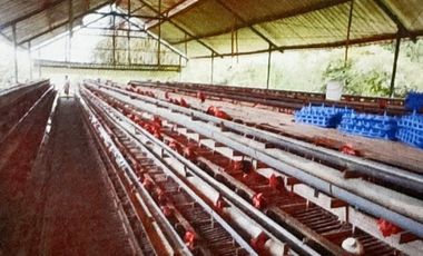 Dijual Murah Tanah & Kandang Ayam Petelur di Purbalingga Jawa Tengah