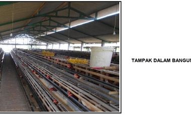 Dijual Murah Tanah & Kandang Ayam Petelur di Purbalingga Jawa Tengah