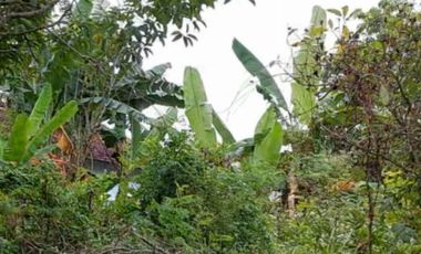 JUAL TANAH SHM KEBONAGUNG MAGETAN MURAH