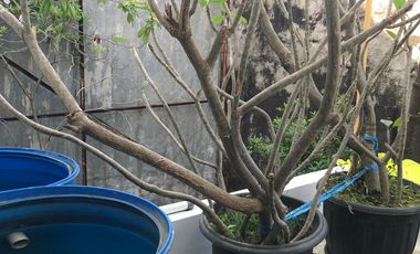 Rumah dijual Jl elang Manahan Solo