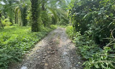 Finca con Palma Africana y piscina de camarones