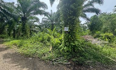 Finca con Palma Africana y piscina de camarones