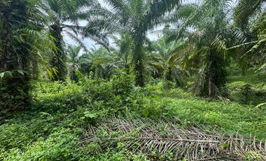 Finca con Palma Africana y piscina de camarones