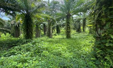 Finca con Palma Africana y piscina de camarones