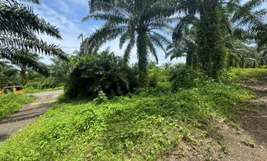 Finca con Palma Africana y piscina de camarones