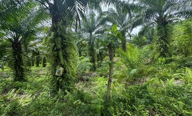 Finca con Palma Africana y piscina de camarones