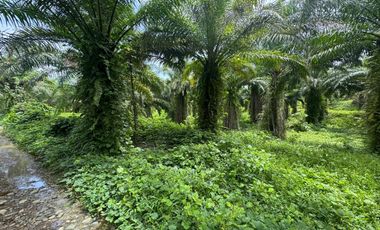 Finca con Palma Africana y piscina de camarones