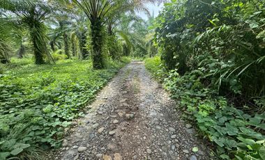 Finca con Palma Africana y piscina de camarones