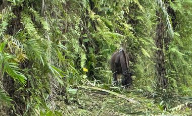 Finca con Palma Africana y piscina de camarones