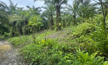 Finca con Palma Africana y piscina de camarones
