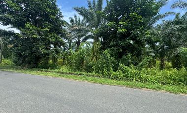 Finca con Palma Africana y piscina de camarones