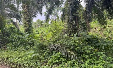 Finca con Palma Africana y piscina de camarones