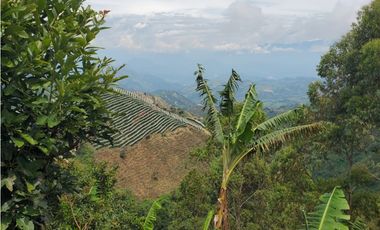 Finca en Venta en Fredonia, sector Vereda la Quiebra