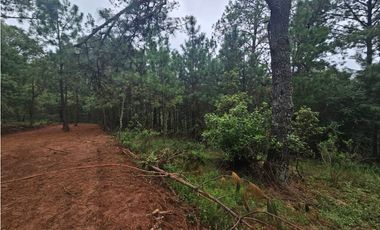 Terreno céntrico en el bosque de mazamitla