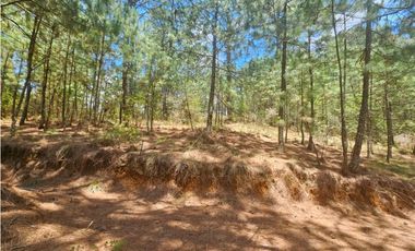 Terreno céntrico en el bosque de mazamitla