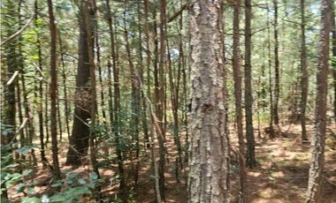 Terreno céntrico en el bosque de mazamitla