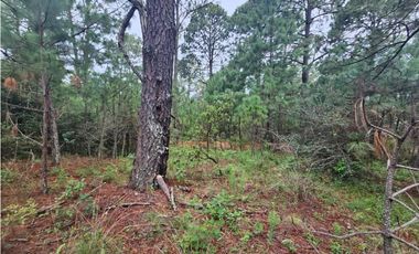 Terreno céntrico en el bosque de mazamitla