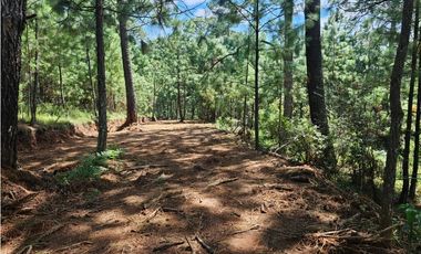 Terreno céntrico en el bosque de mazamitla