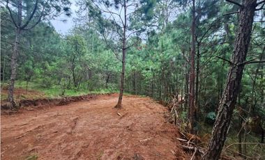 Terreno céntrico en el bosque de mazamitla