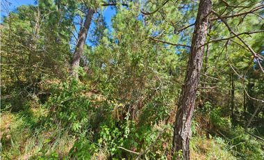 Terreno céntrico en el bosque de mazamitla
