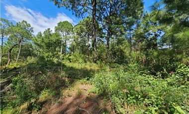 Terreno céntrico en el bosque de mazamitla
