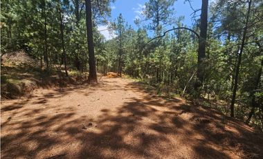 Terreno céntrico en el bosque de mazamitla