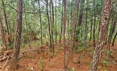 Terreno céntrico en el bosque de mazamitla