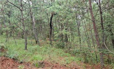 Terreno céntrico en el bosque de mazamitla