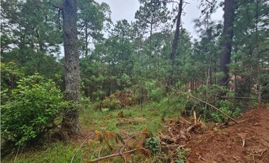 Terreno céntrico en el bosque de mazamitla