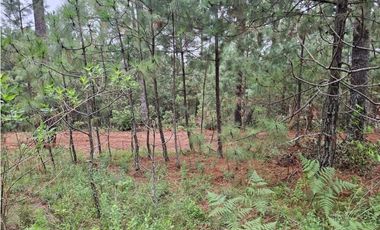 Terreno céntrico en el bosque de mazamitla