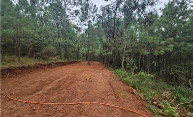 Hermoso Terreno en el Bosque de Mazamitla, Jalisco