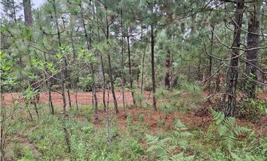 Hermoso Terreno en el Bosque de Mazamitla, Jalisco