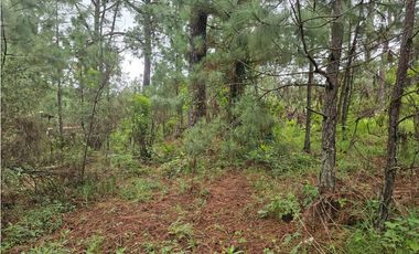 Hermoso Terreno en el Bosque de Mazamitla, Jalisco