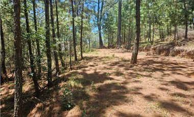 Hermoso Terreno en el Bosque de Mazamitla, Jalisco