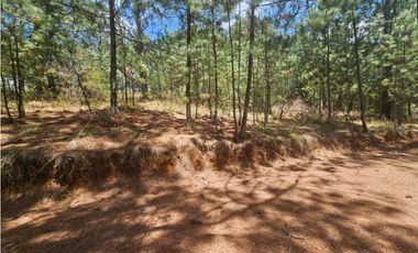 Hermoso Terreno en el Bosque de Mazamitla, Jalisco