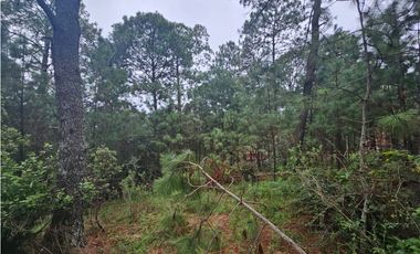 Hermoso Terreno en el Bosque de Mazamitla, Jalisco