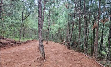 Hermoso Terreno en el Bosque de Mazamitla, Jalisco