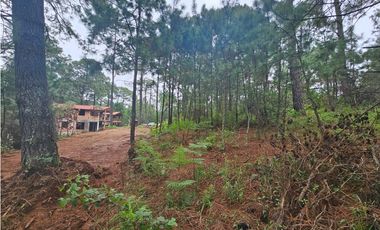 Hermoso Terreno en el Bosque de Mazamitla, Jalisco