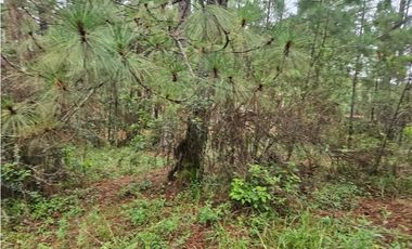 Hermoso Terreno en el Bosque de Mazamitla, Jalisco