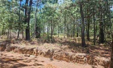 Hermoso Terreno en el Bosque de Mazamitla, Jalisco